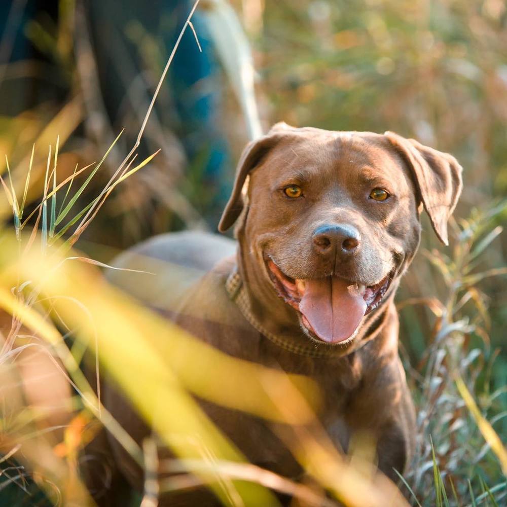 Meet your Posher, Brit